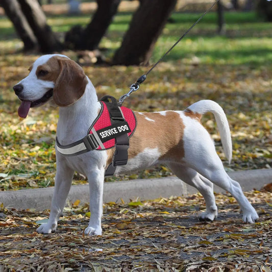 Dog Harness Comfortable and Strong